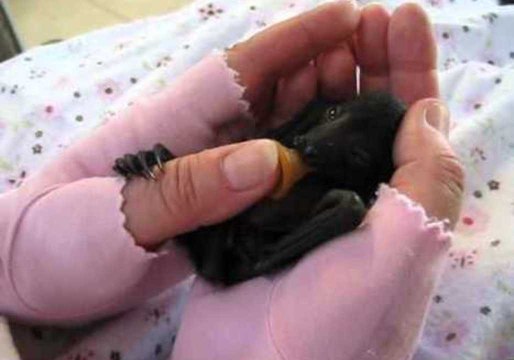Baby Flying Fox Enjoys a Cuddle