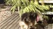 Canabis - el perro mas copado de Nueva Zalanda
