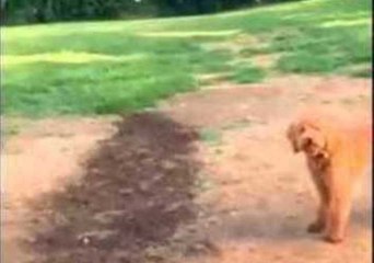 Norman the Doodle Misses a Trick