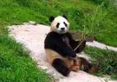 Panda Poses for Photos