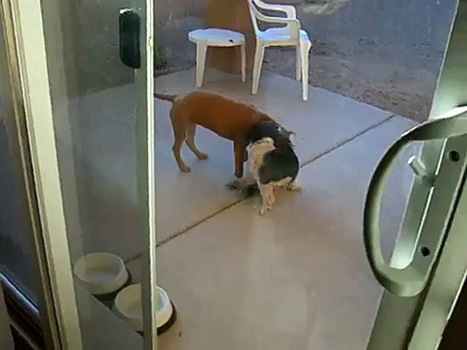 pitbull vs. shih tzu