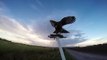 Harris Hawk Training Free Flight - Falconry