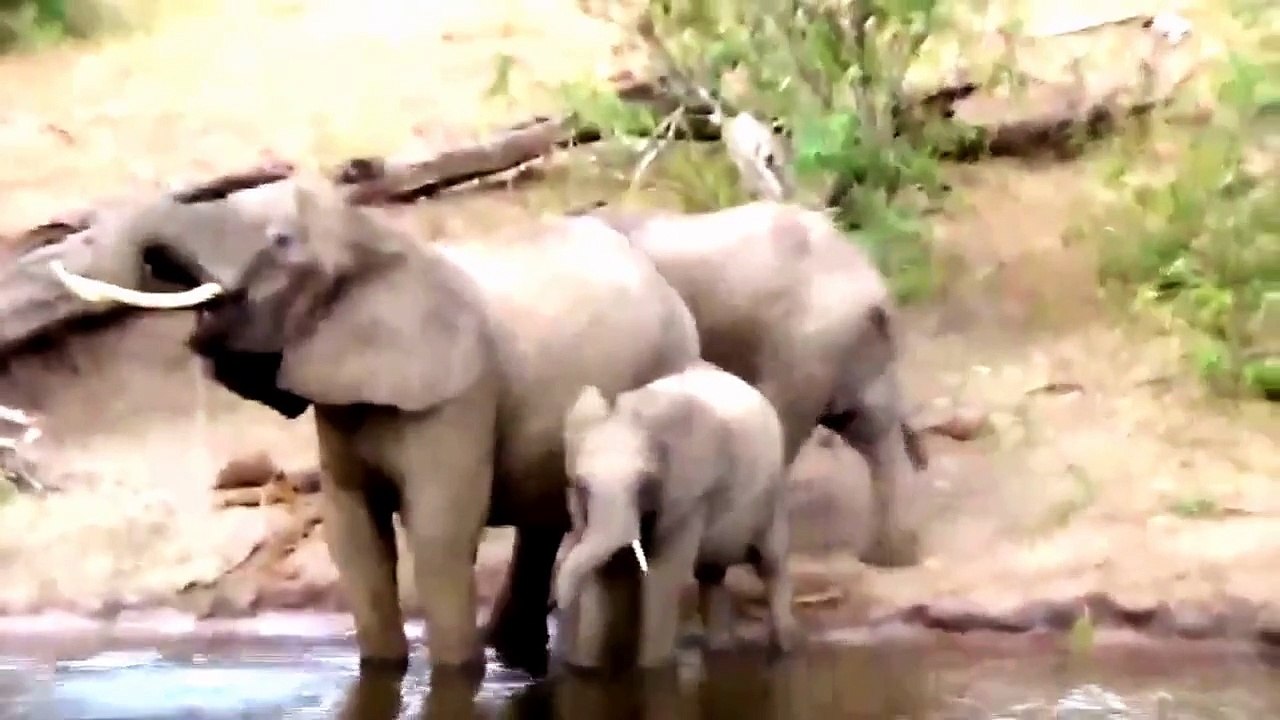 Travel Wild animal | Visit Wild animal | Wild Animal Crocodile | Wild Animal Video Crocodile | Wild