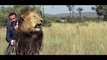 Travel Wild animal  |  Visit Wild animal | Wild Animal Lions | Wild Animal Video Lions | Wild Vision
