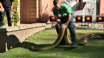 Annie, le plus vieux anaconda du monde vivant en captivité