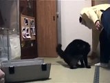 クリッカートレーニングによる猫のクレートトレーニング-Crate Training