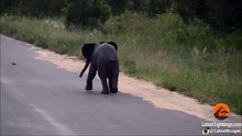 un éléphant chasse les oiseaux فيل صغير يصطاد العصافير