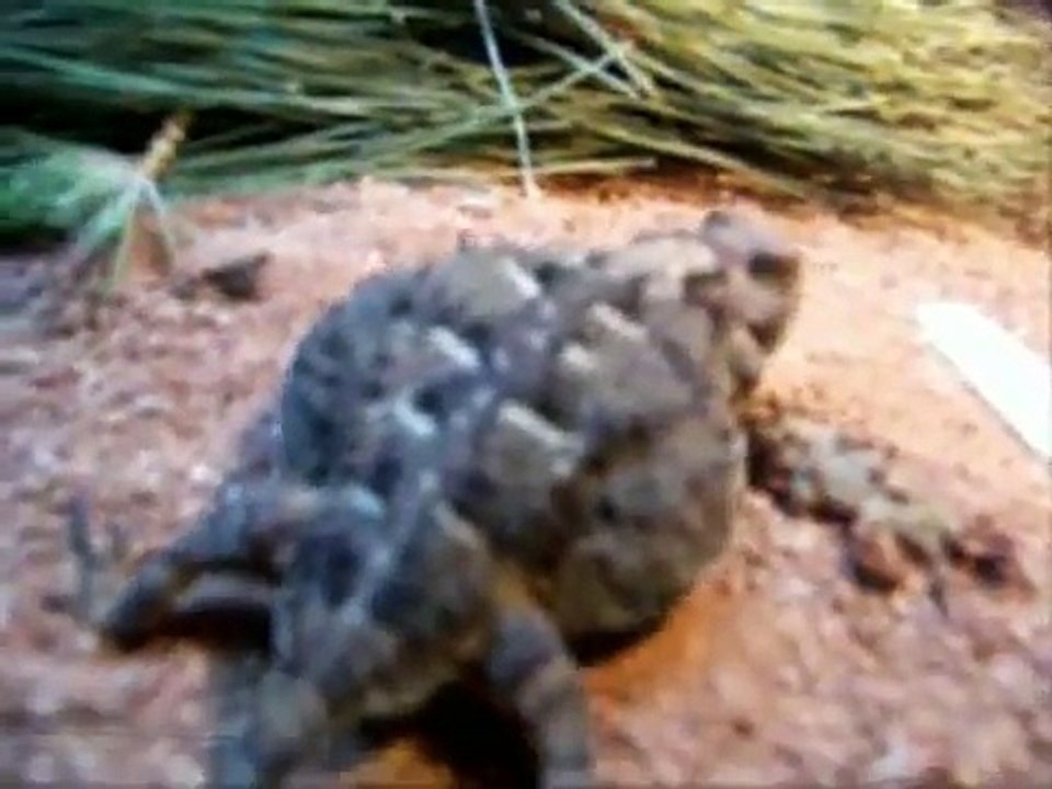 Horny Toads - The Birth of a Herd