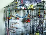 Lovebird Cage Set-Up for 2 Lovebirds