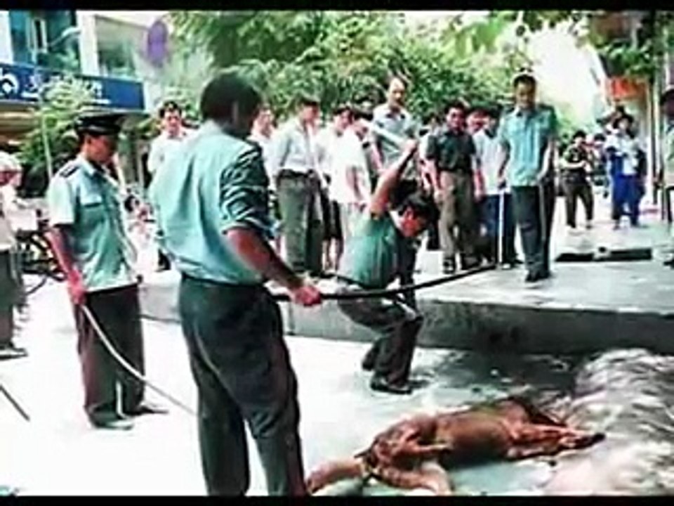 animal abuse china