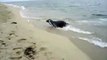 Nantucker Seal Attack Steals Fishermans Fish !