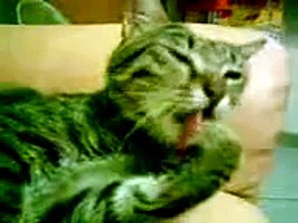 Garfield cat