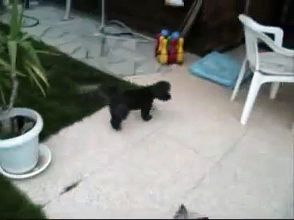 Quelle vie de chiens