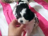 Higgins Family Puppy Video