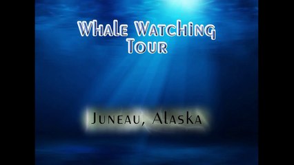 Whale Watching - Juneau, Alaska