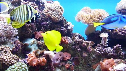 MY 550L REEF TANK