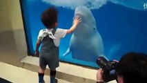 دلفين ابيض يلعب مع طفل صغير