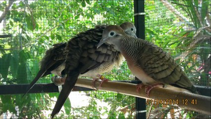 A lot of Zebra dove from many farms are not so good singing and worst melody  #1