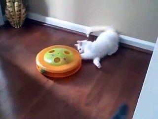RagaMuffin Kittens Saturday Morning Play Time