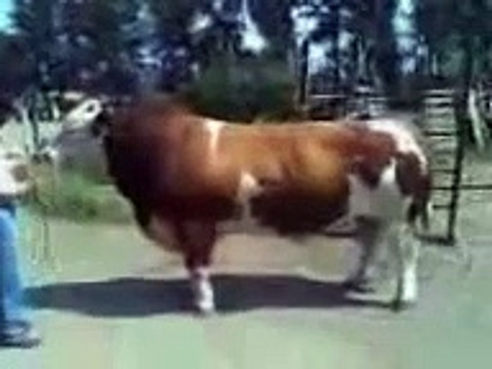 toro simental