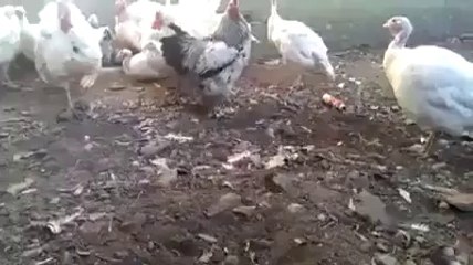 very funny hahahaha.....