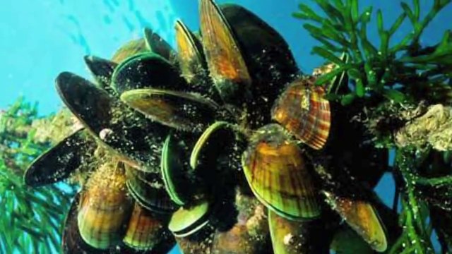 A Story of Joint Health, Starring Green-Lipped Mussels