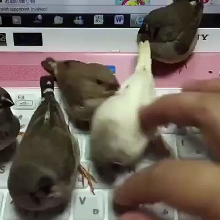 Real angry birds ... guys must watch