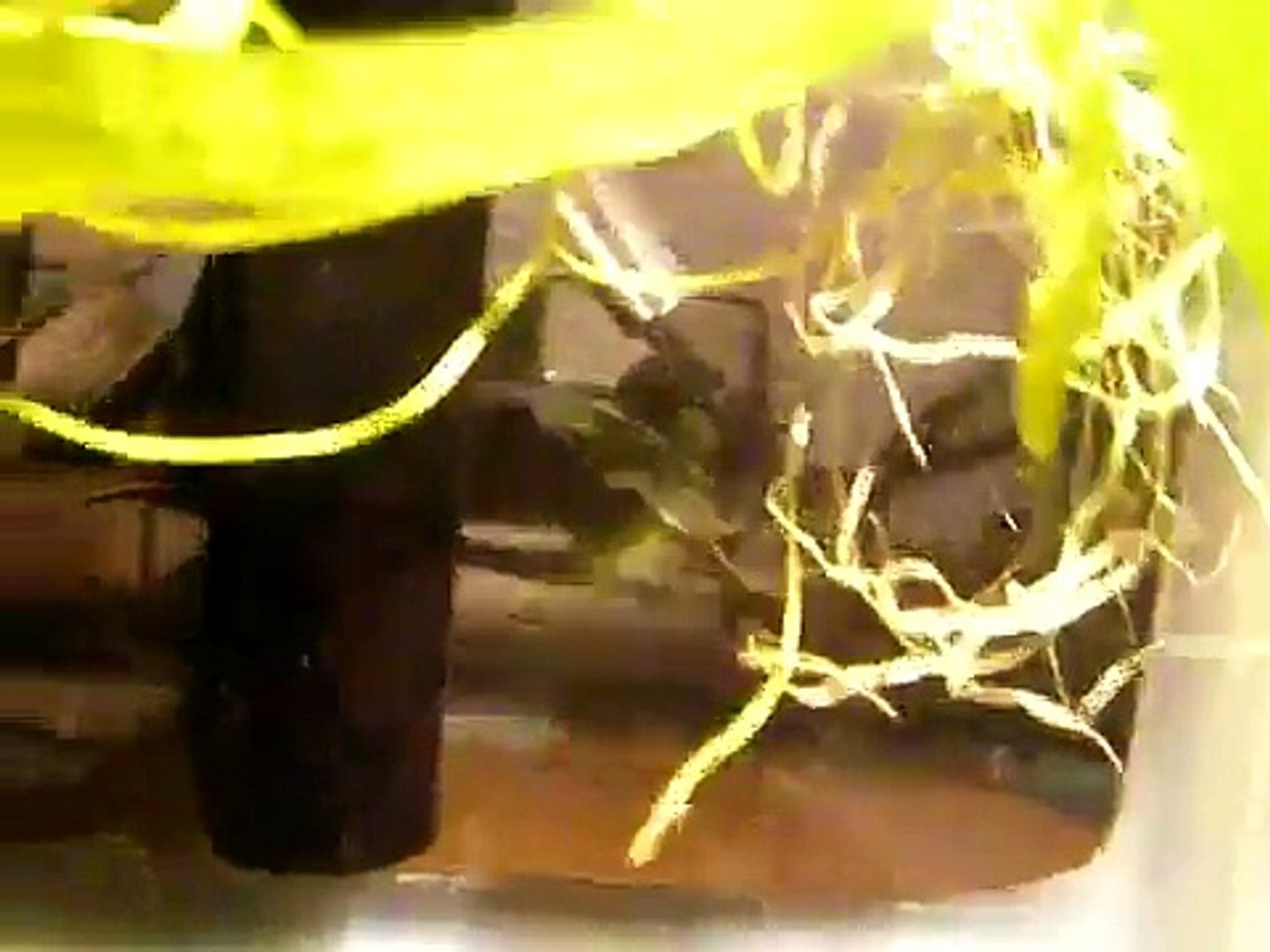 hikari first bites for betta fry