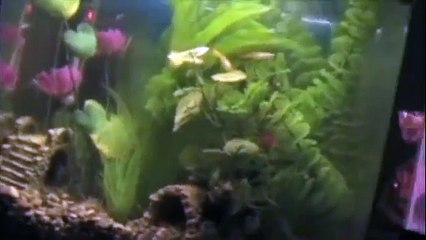 Guppy Tank
