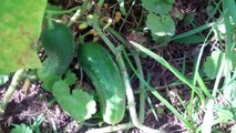 *GARDEN HARVEST* - Better Than Organic! - (Tomatoes, Cucumbers & Green Beans Baby!)