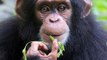 Chimps Interact With Robot That Makes Chimp Sounds