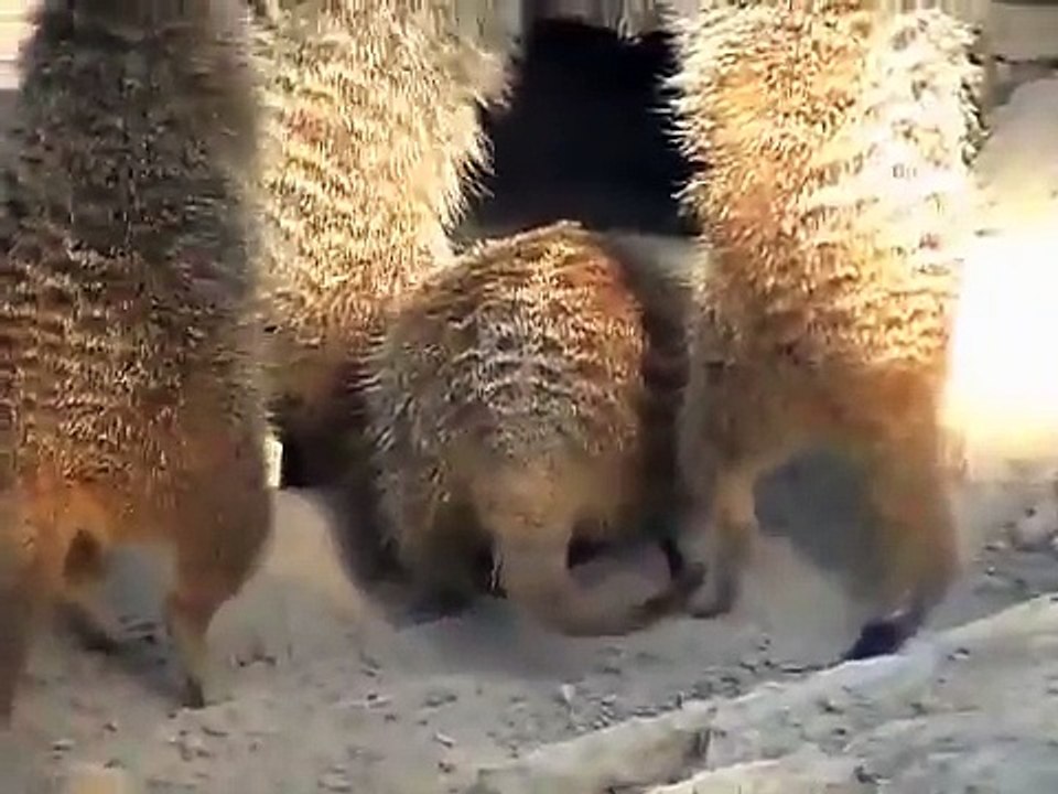 brand new baby meerkat! - "burrow move"