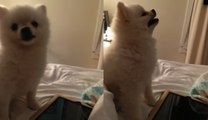 Adorable Pomeranian Puppy SNEEZES | What's Trending Now