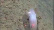 Dumbo Octopus, the only cute octopus