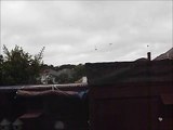 peregrine falcon takes tumbler pigeon 