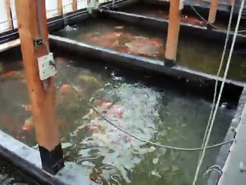 錦鯉阪井・丸山・谷口・右田・丸誠養鯉場産2歳～3歳大谷錦鯉店
