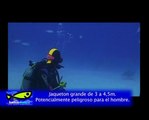 Buceo con tiburones toro en el Caribe Mexicano-BahiaDivers
