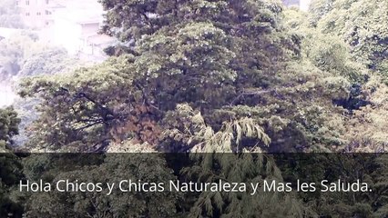 Transpiración y olor corporal / remedio casero
