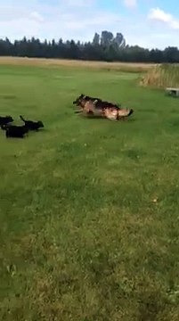 Así es como una pastor alemán juega con sus cachorros