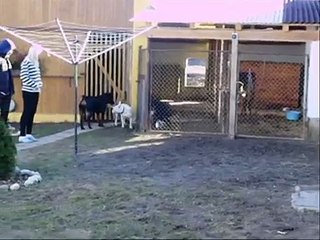 Bulterier-Rotwailer-Tosa inu II.