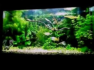 Juwel Rio 125 Planted Aquarium