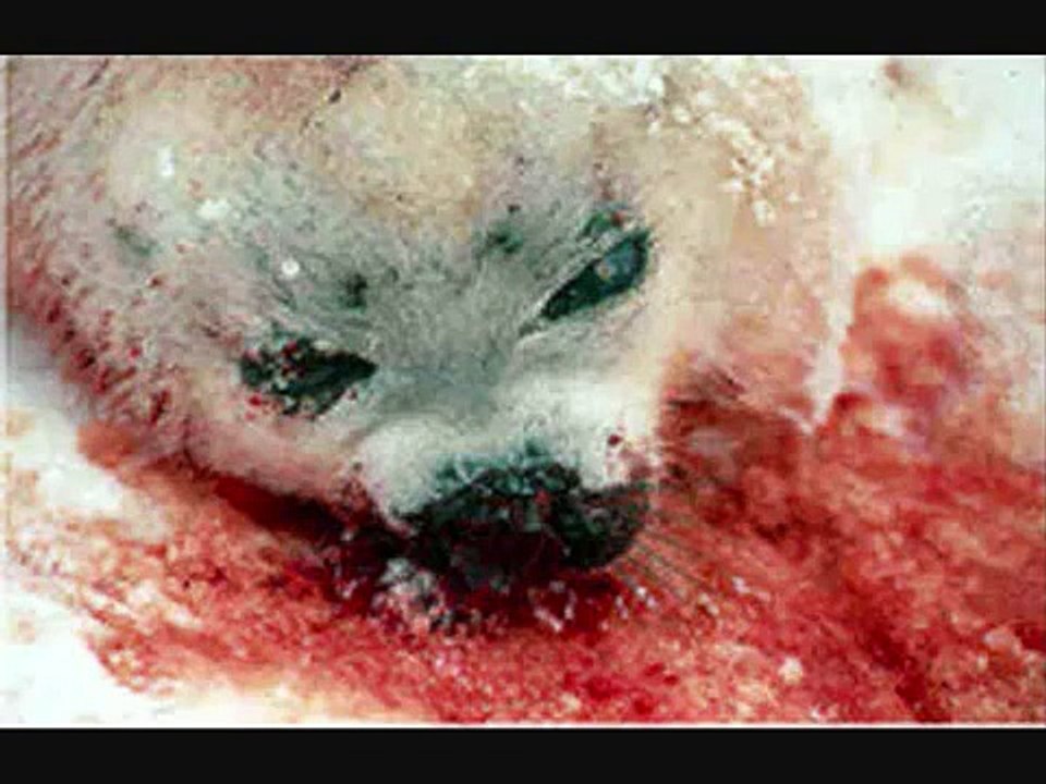 Maltrattamento animali.avi