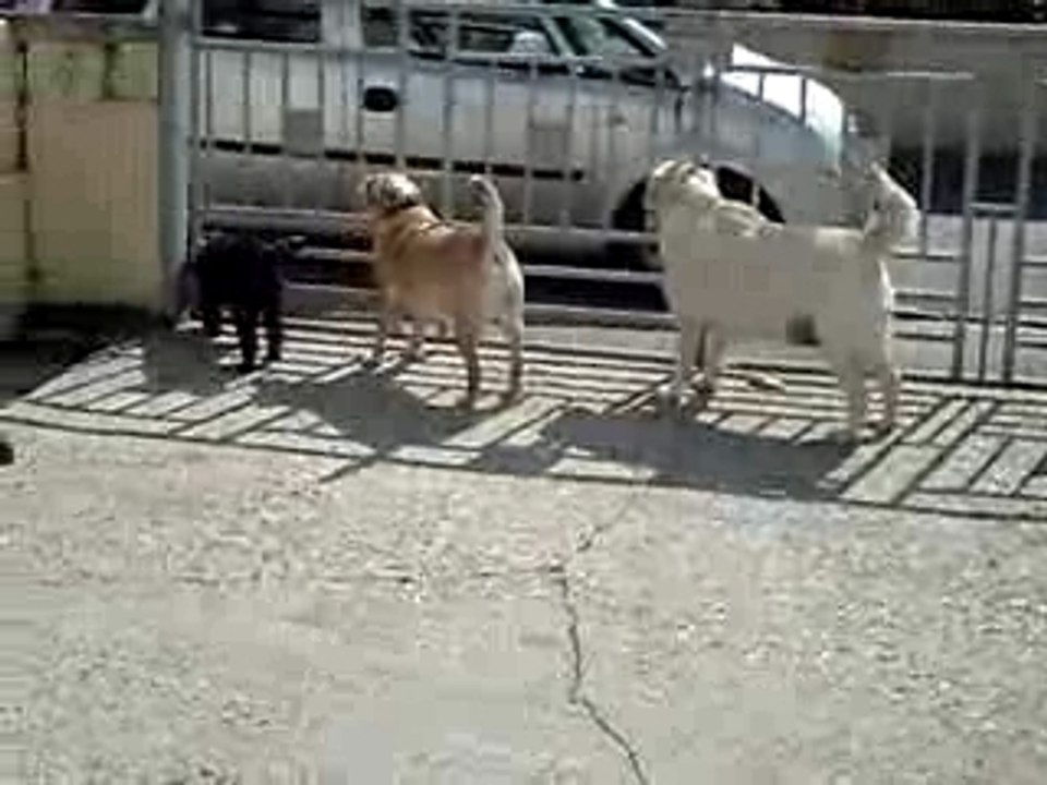 priska,olgane et sava