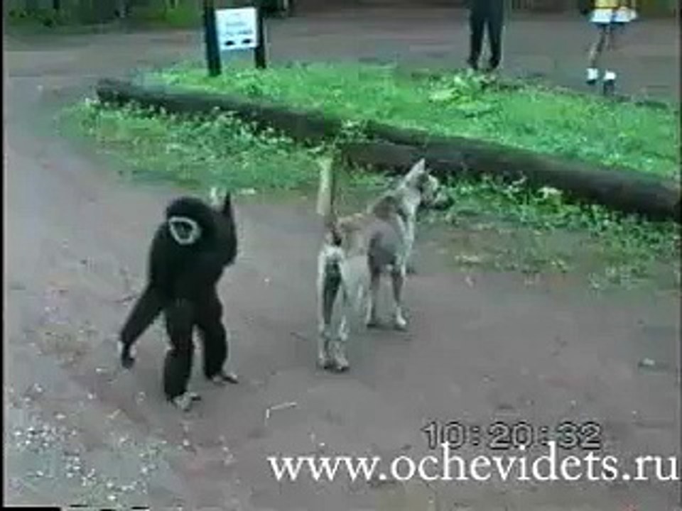 قرد نهفه