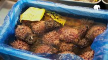 4 Giappone: Il mercato del pesce a Tsukiji (Japan: Fish Market at Tsukiji)