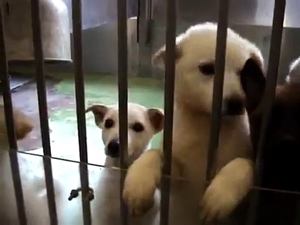 犬の殺処分／ALIVE映像
