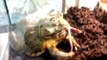 צפרדע שור אפריקנית ענקית - Giant African Bullfrog (Pyxicephalus adspersus)
