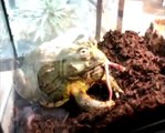 צפרדע שור אפריקנית ענקית - Giant African Bullfrog (Pyxicephalus adspersus)