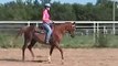 Arabian Sport Horse for sale - Sold