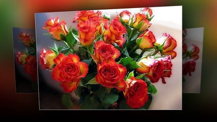 Любимые армянские песни!!!